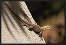 agama hagedis MG 3935 kopie